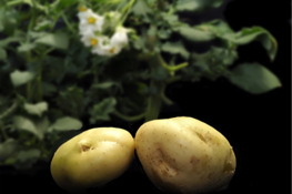 Potato genome decoded