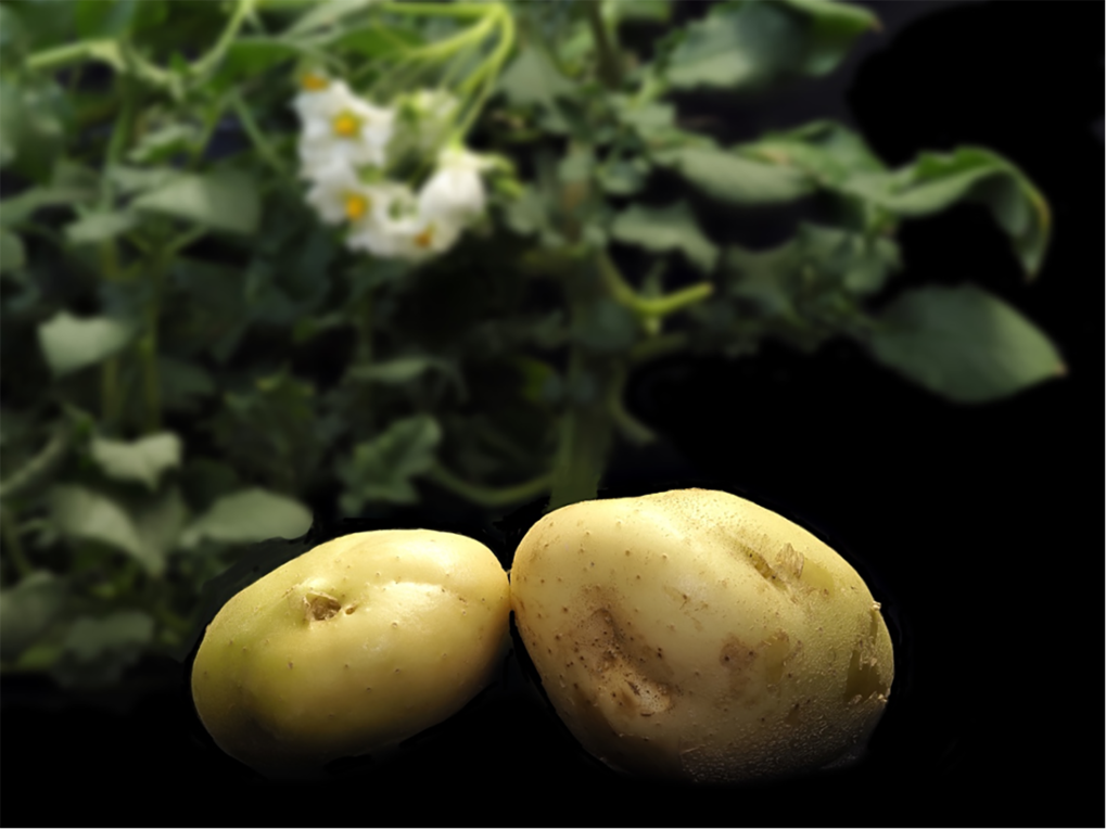 Potato genome decoded Max Planck Institute for Plant Breeding Research