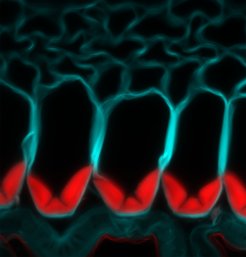 Das Polymer Lignin (rot gefärbt) lagert sich nach einem definierten Muster in den Zellwänden der explodierenden Samenkapseln ab. Die Forscher identifizierten drei Laccase-Enzyme, die zur Bildung dieses Lignins erforderlich sind. Es bildet sich kein Lignin in der Zellwand (blau gefärbt), wenn alle drei Gene durch CRISPR/Cas9-Gen-Editierung ausgeschaltet werden.