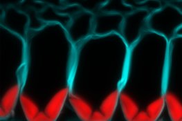 Das Polymer Lignin (rot gefärbt) lagert sich nach einem definierten Muster in den Zellwänden der explodierenden Samenkapseln ab. Die Forscher identifizierten drei Laccase-Enzyme, die zur Bildung dieses Lignins erforderlich sind. Es bildet sich kein Lignin in der Zellwand (blau gefärbt), wenn alle drei Gene durch CRISPR/Cas9-Gen-Editierung ausgeschaltet werden.