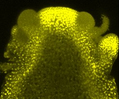 Pattern of expression of SPL15 in the early inflorescence meristem. SPL15 is fused to the fluorescent protein VENUS and is detected in yellow. SPL15 is present in the shoot apical meristem and on the flanks of the shoot, but not in floral primordia.