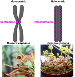 Transition from monocentricity to holocentricity occurred multiples times independently across plants and animal clades, including carnivorous Drosera species.