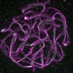 The intimate association of homologous chromosomes at meiosis.