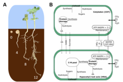 Overview of the proposed project. A) Metabolite and proteome profiles as well as physiological parameters of germination and seedling development in Lupinus albus are already available in the group of Tatjana Hildebrandt. B) The available data will be used to reconstruct and parameterize a metabolic model of the developing lupin seed (here composed of hypocotyl, root and cotyledon) and to analyze the fate of storage proteins during seed germination and early development. Figure adapted from Moreira et al. (2019).