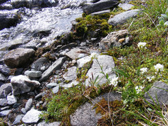 Figure 2: Self-compatible Arabis alpina growing in its natural environment (Kjølen Mountains, Central Norway)