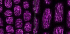 Cortical microtubule arrays (magenta) in C. hirsuta fruit exocarp cells are initially transverse (left), and reorient to longitudinal (right) during growth