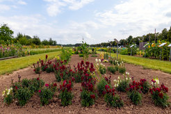 Blick auf die Beete