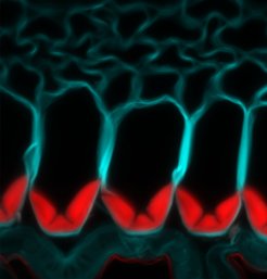 Polar lignin deposition (red) in explosive seed pods of Cardamine hirsuta.