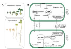Elucidating storage compound metabolism during germination and seedling development: (A) Proteome and metabolite profiles will be analyzed in germinating Arabidopsis and lupin seedlings. (B) The data will be used to reconstruct and parameterize a metabolic model of seed germination and to analyze the integration of amino acid and fatty acid metabolism during germination and seedling development. Figure adapted from Moreira et al. (2019).
