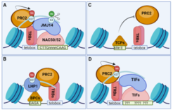 Role of TRB INTERACTING TRANSCRIPTION FACTORS (TIFs) in gene regulation. A) NAC50/52 are TIFs and also bind JMJ14, a histone de-methylase, which removes the PcG antagonistic mark H3K4me3. B) BPCs do not directly interact with TRBs but their cognate motif (GAGA-motif) is reported to co-operates with the telobox in gene repression. Some BPCs were shown to interact with PRC2 core components and the PRC2-associated protein LHP1. C) TCPs do not directly interact with TRBs but their cognate motif (site II motif) is required for gene activation in combination with telobox motifs. Possibly, TCP recruit PcG-antagonistic complexes. D) Several TIFs were identified. Their role in epigenetic gene repression (or an antagonistic role) is not yet known.