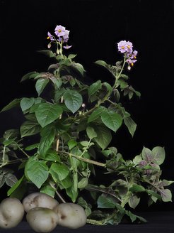 Viele der Kartoffelsorten, die heute am häufigsten verwendet werden, wurden bereits vor vielen Jahrzehnten eingeführt. Das Bild zeigt die meistgenutzte Sorte in der Kartoffelzucht namens Katahdin, die bereits im Jahr 1932 eingeführt wurde.