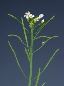 Modellpflanze Arabidopsis thaliana.