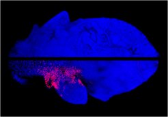Top: half leaf of an Arabidopsis developing leaf. Bottom: Arabidopsis developing leaf expressing the CUP-SHAPED COTYLEDON1(CUC1) gene from Cardamine hirsuta fused to a fluorescent protein (purple colour). The expression of CUC1 creates a deeper outgrowth.