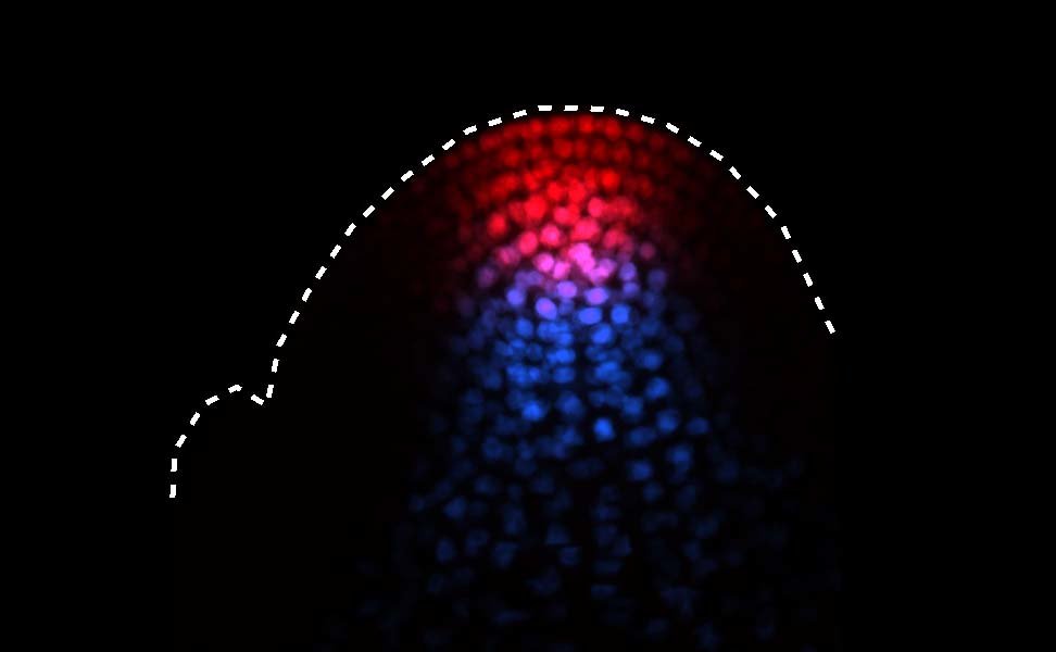 <span><span><span>Veränderungen in der Form der Sprossspitze sind mit dem Übergang zur Blüte bei Arabidopsis synchronisiert</span></span></span><br /> 