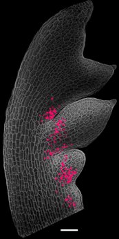 Confocal microscopy image of expression of an RCO reporter gene in Cardamine hirsuta developing leaf primordia.