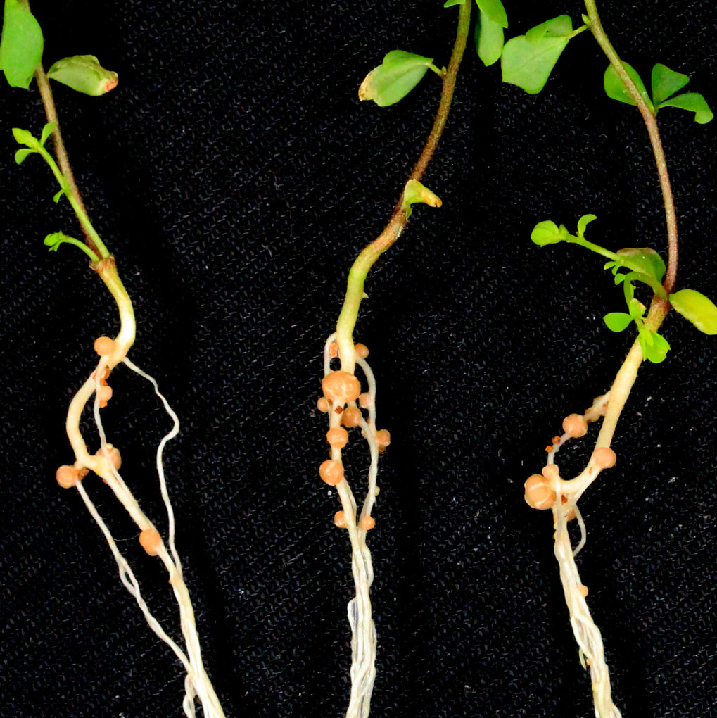  roots of Lotus japonicus