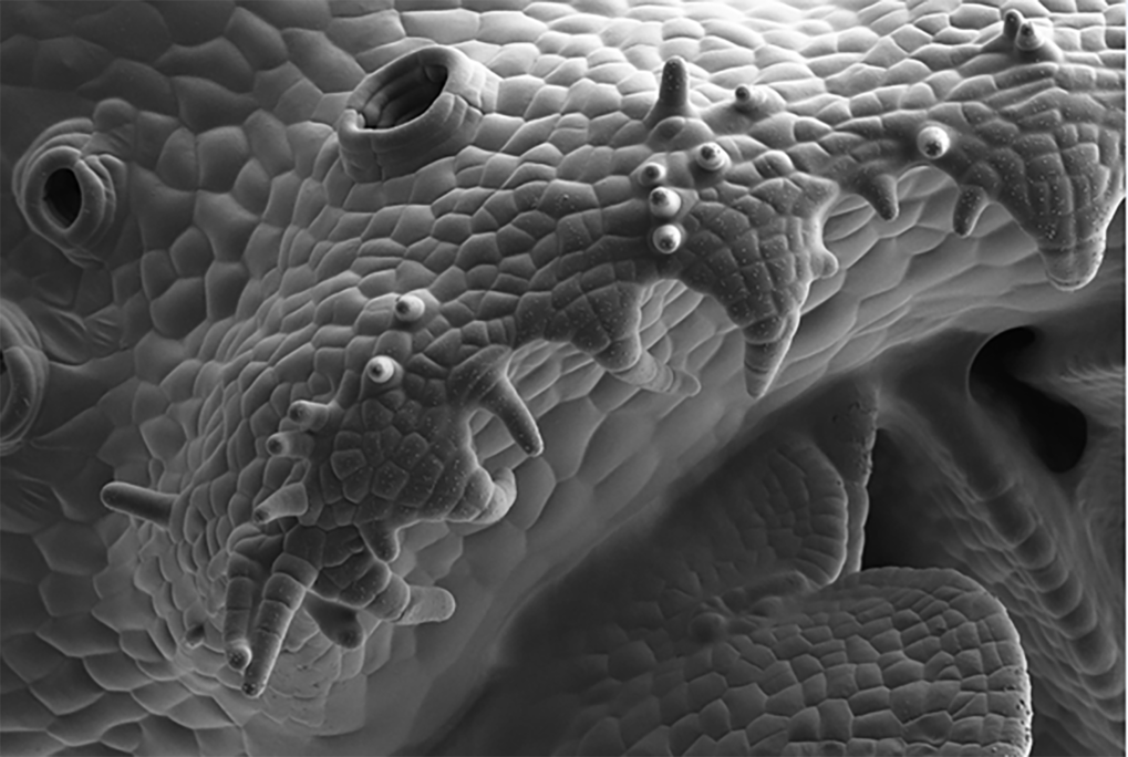 Tracing evolution in Plants’ Transition to Land<br> 