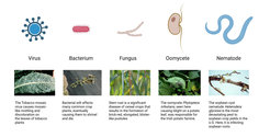 Panel Plant Diseases