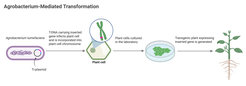Agrobacterium-mediated transformation