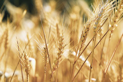 wheat