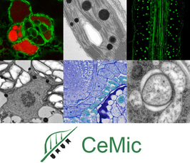 Yannick Staedler: A new era in the study of flower phenotypes through the combination of X-Ray computed tomography, image processing, and 3D geometric morphometrics